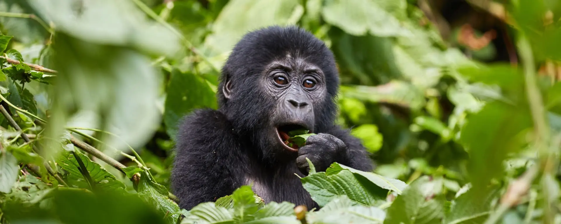 Private Gorilla Safaris