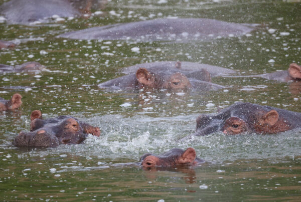 Gorilla Safaris Uganda Combined with Queen Elizabeth National Park