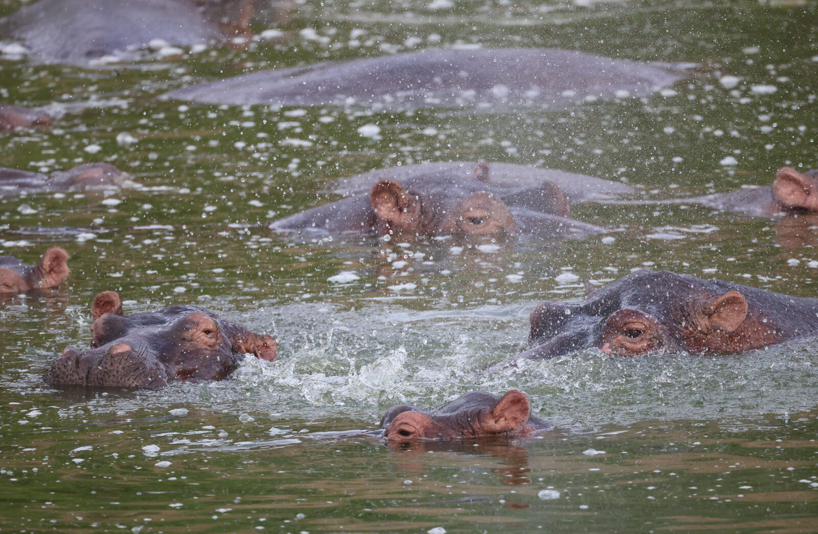 Enganzi Lodge, Queen Elizabeth National Park