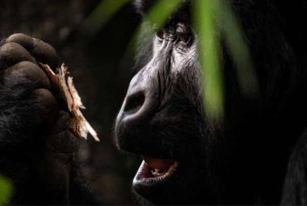 Shared Gorilla Safaris