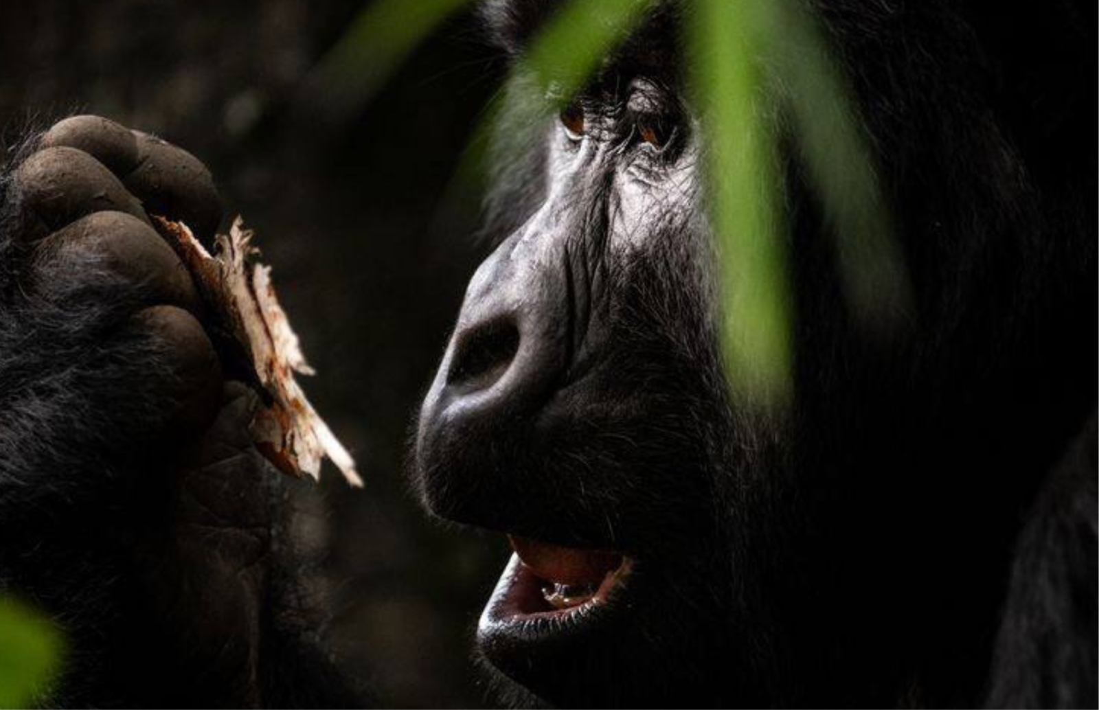 Shared Gorilla Safaris
