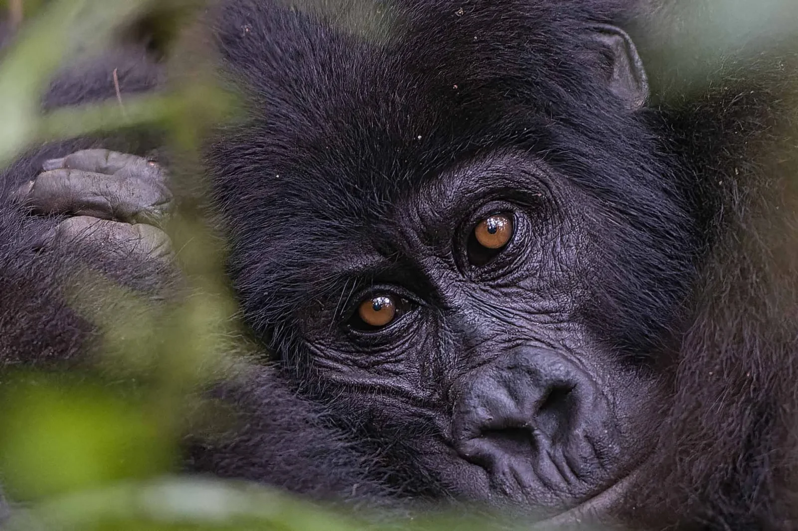 Gorilla Safaris for Beginners: Start Here Before You Book