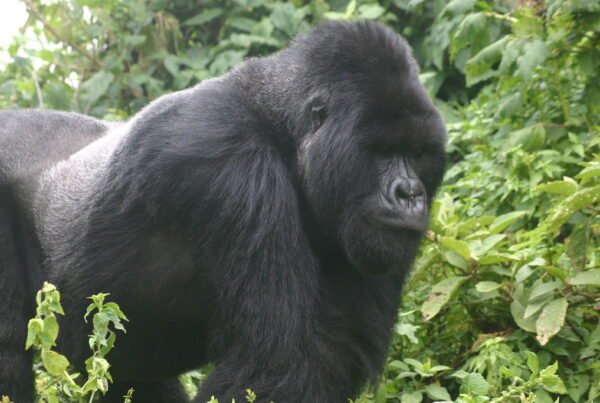 Gorilla Safaris Uganda Combined with Murchison Falls