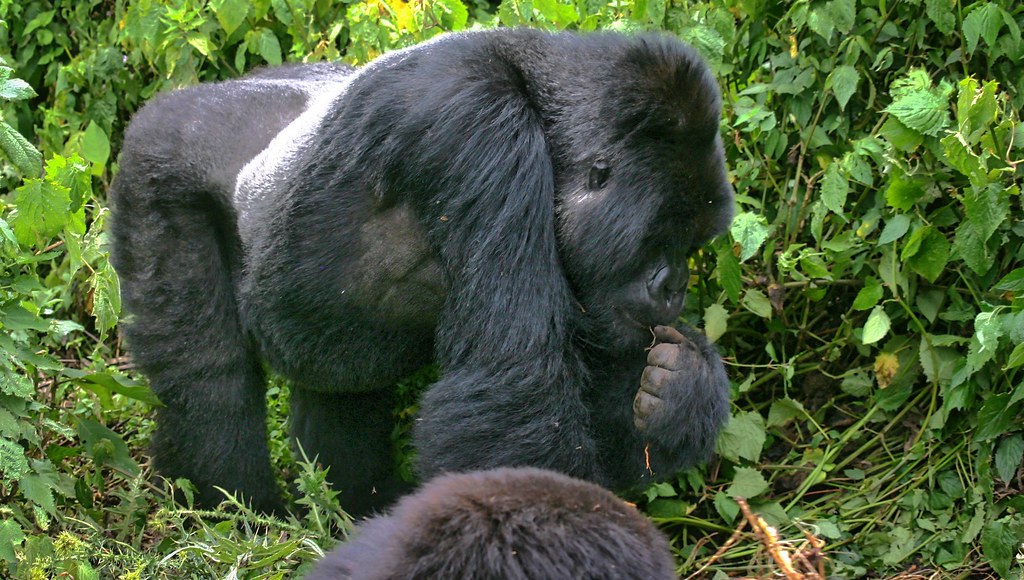 Gorilla Safaris Uganda Combined with Chimp Trekking
