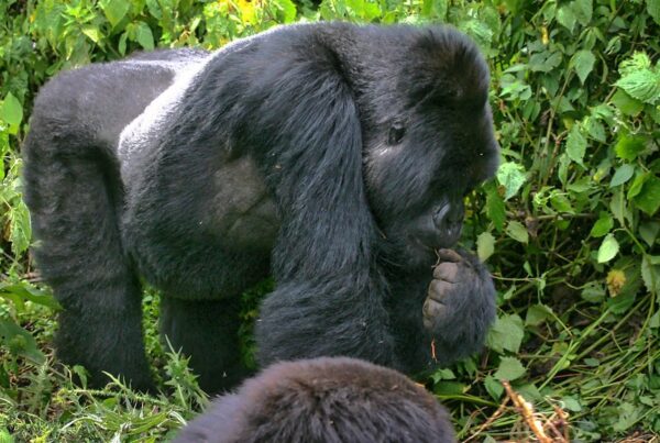 Gorilla Safaris for Over 60s