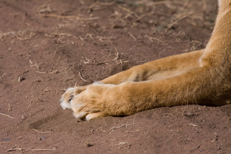 Visiting the Serengeti for Easter