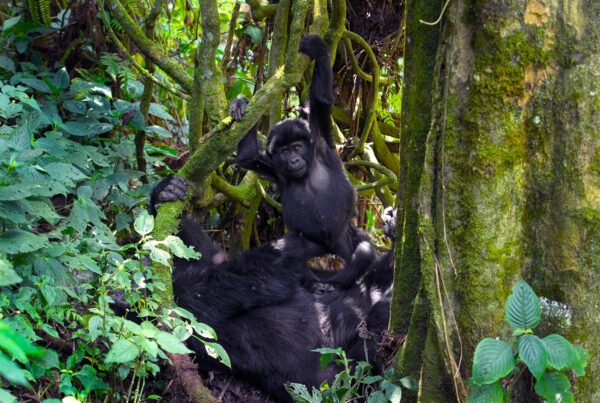 Gorilla Safari and Chimp Trek