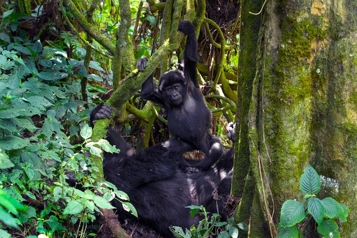 Gorilla Safari and Chimp Trek