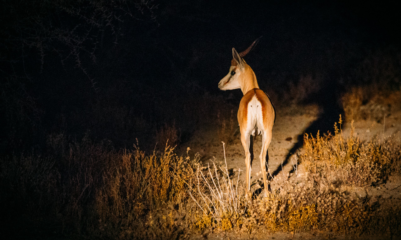 Gorilla Safari at Dawn