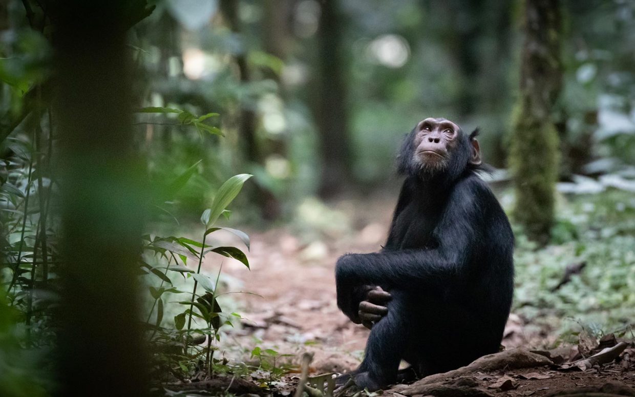 Chimpanzee Trekking in Budongo Forest near Murchison Falls