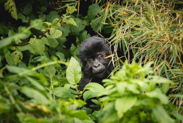 Do Gorilla Safari Operators Get Priority Permit Access?