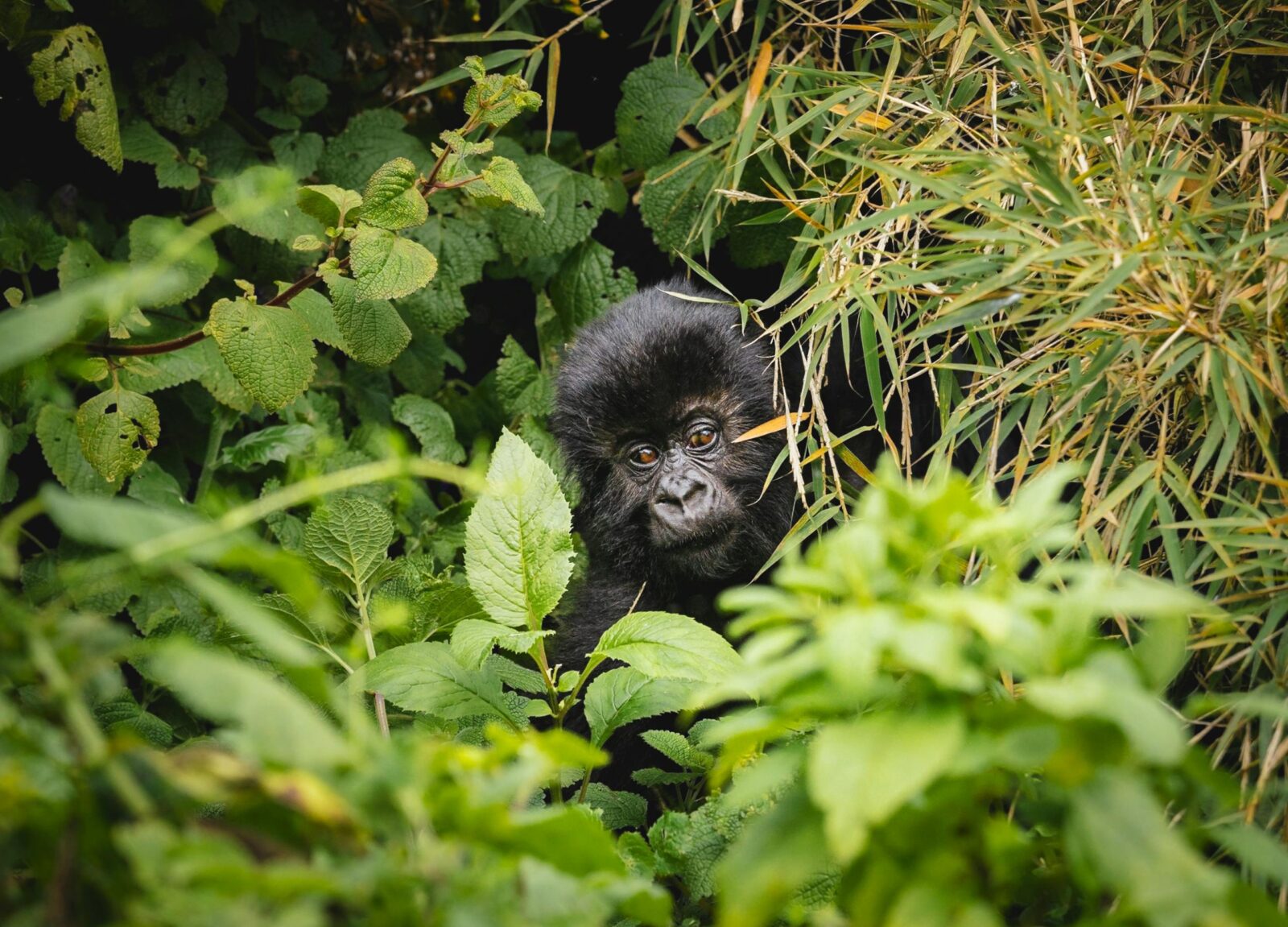 Do Gorilla Safari Operators Get Priority Permit Access?