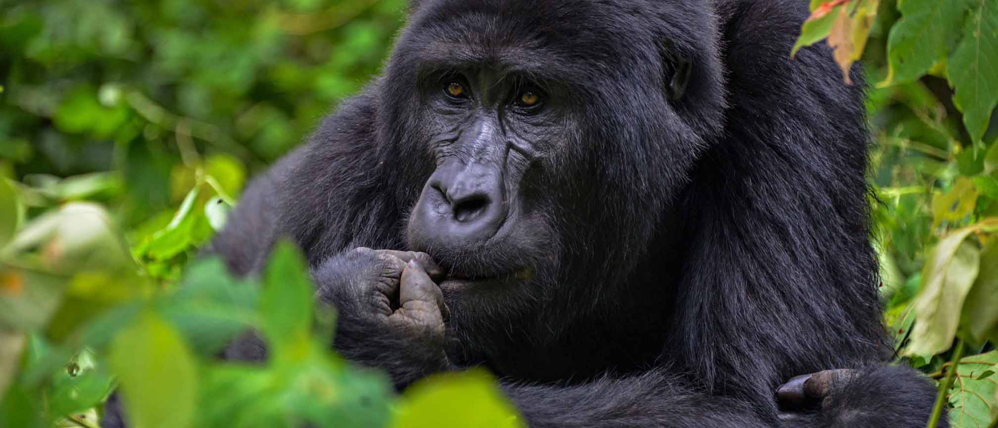 Eastern Lowland Gorilla Safaris Kahuzi Biega