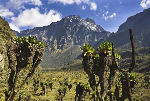 Gorilla Safari and Mountain Hiking