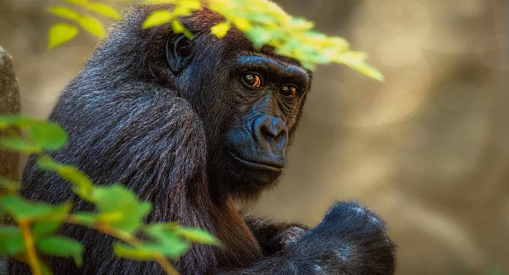 Gorilla Safari Altitude Sickness