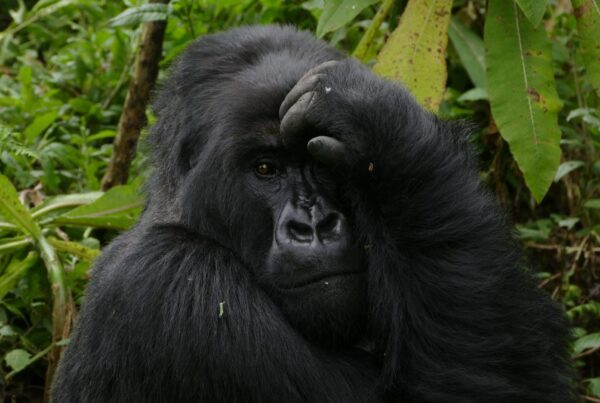 Gorilla Safari Altitude Sickness