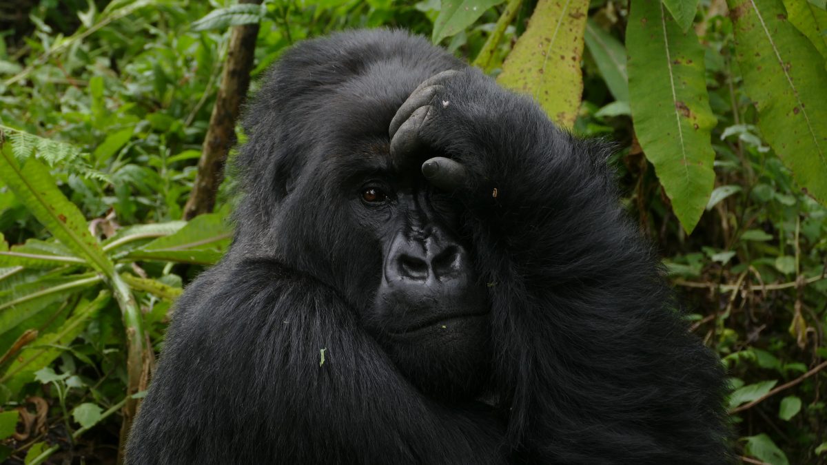 Gorilla Safari Altitude Sickness