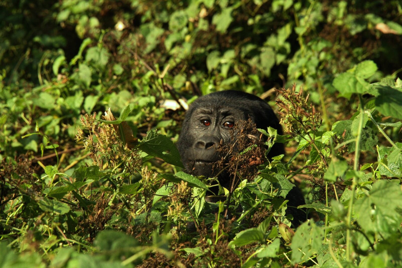 Gorilla Safari Budget Planning