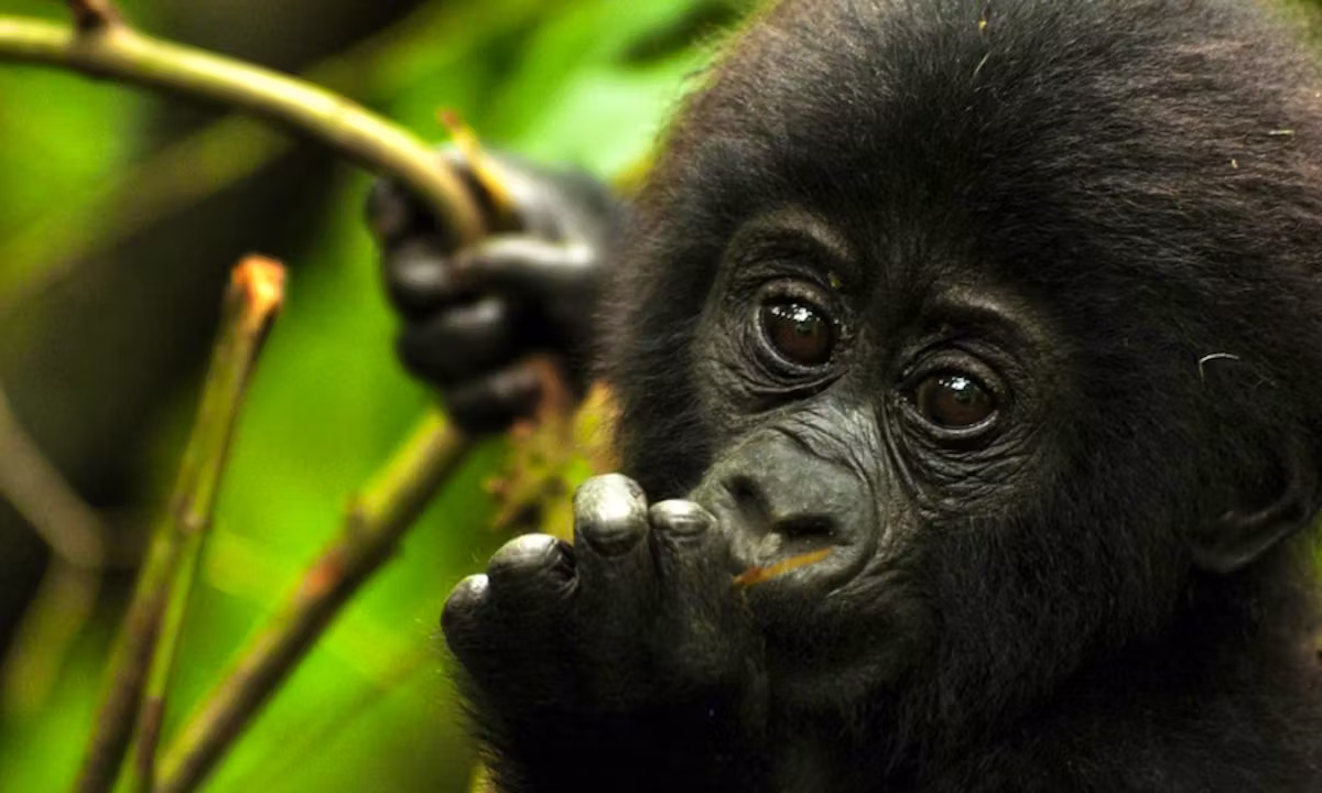 Gorilla Safari Deposit and Payment Terms