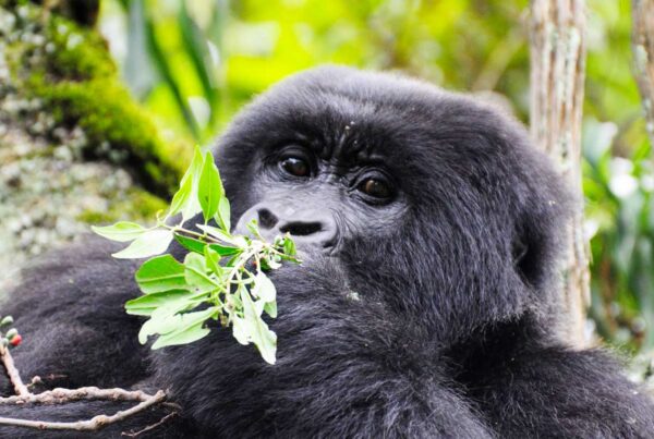 Gorilla Safari Deposit and Payment Terms