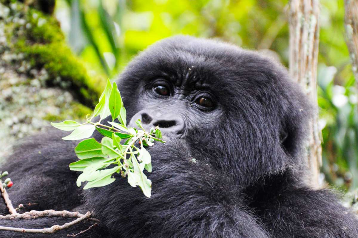 Gorilla Safari Deposit and Payment Terms