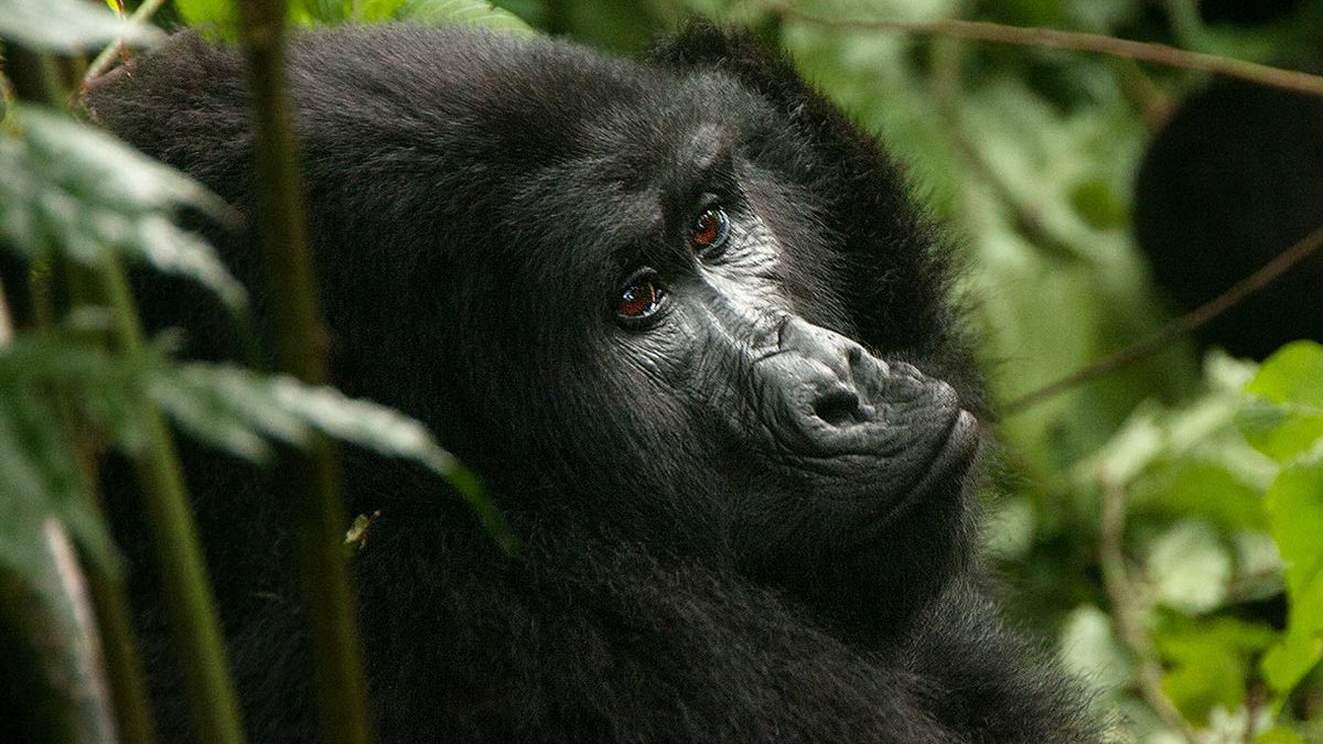 Gorilla Safari Early Bird Discount