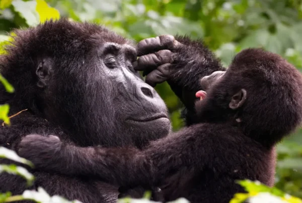 Gorilla Safari Early Bird Discount