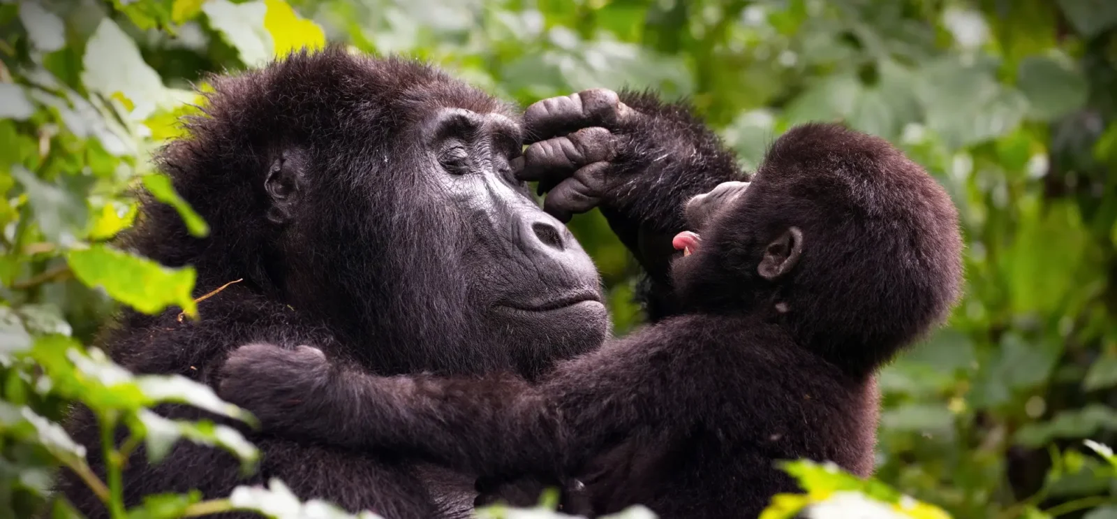 Gorilla Safari Early Bird Discount