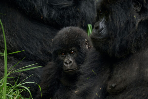 Gorilla Safari Group Discount