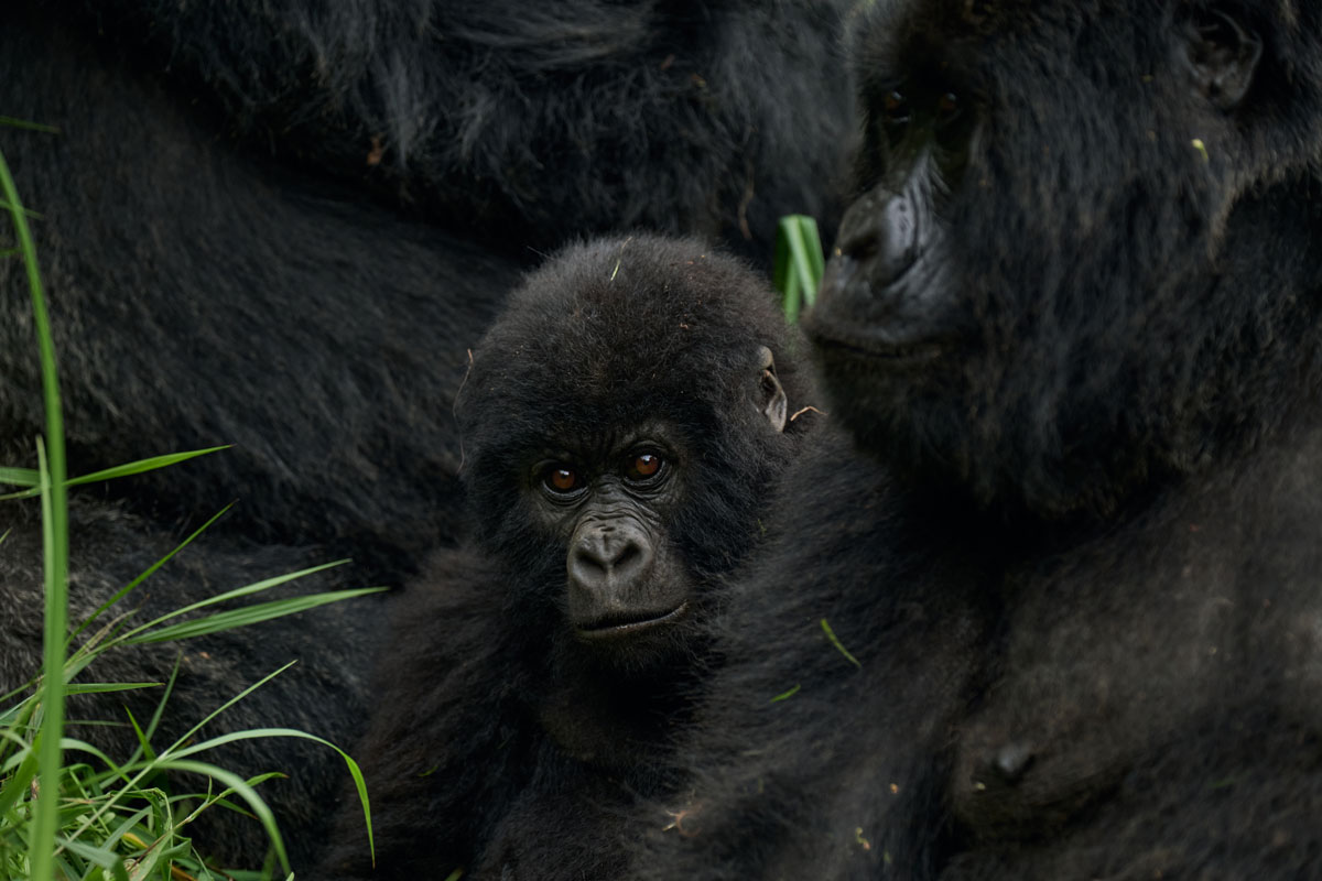 Gorilla Safari Group Discount