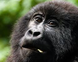 Gorilla Safari Hidden Costs