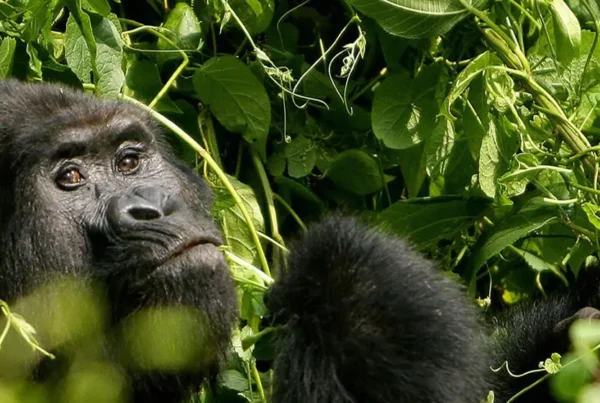 Gorilla Safari Lodges Volcanoes National Park Rwanda