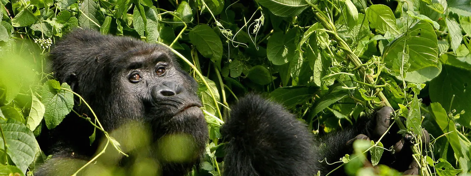 Gorilla Safari Lodges Volcanoes National Park Rwanda