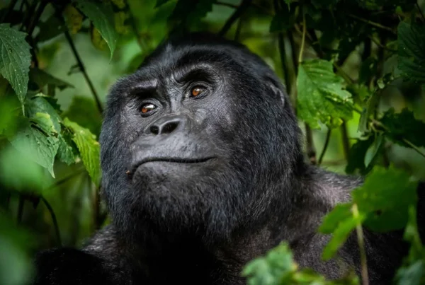 Gorilla Safari Malaria Prevention