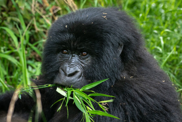 Gorilla Safari Medical Requirements
