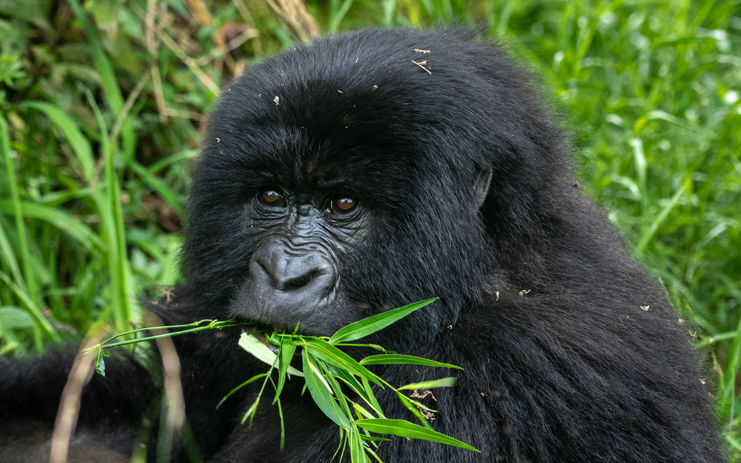 Gorilla Safari Medical Requirements