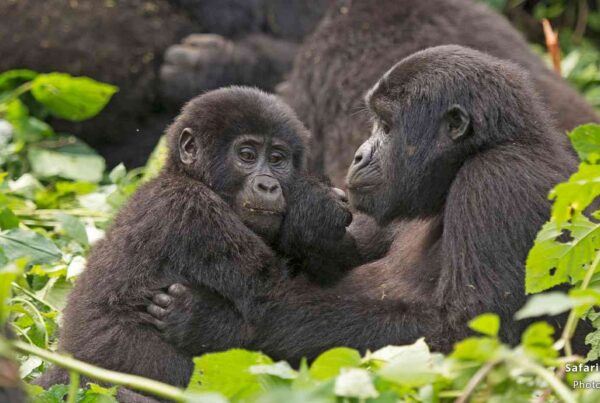 Gorilla Safari Permit 2026 Price