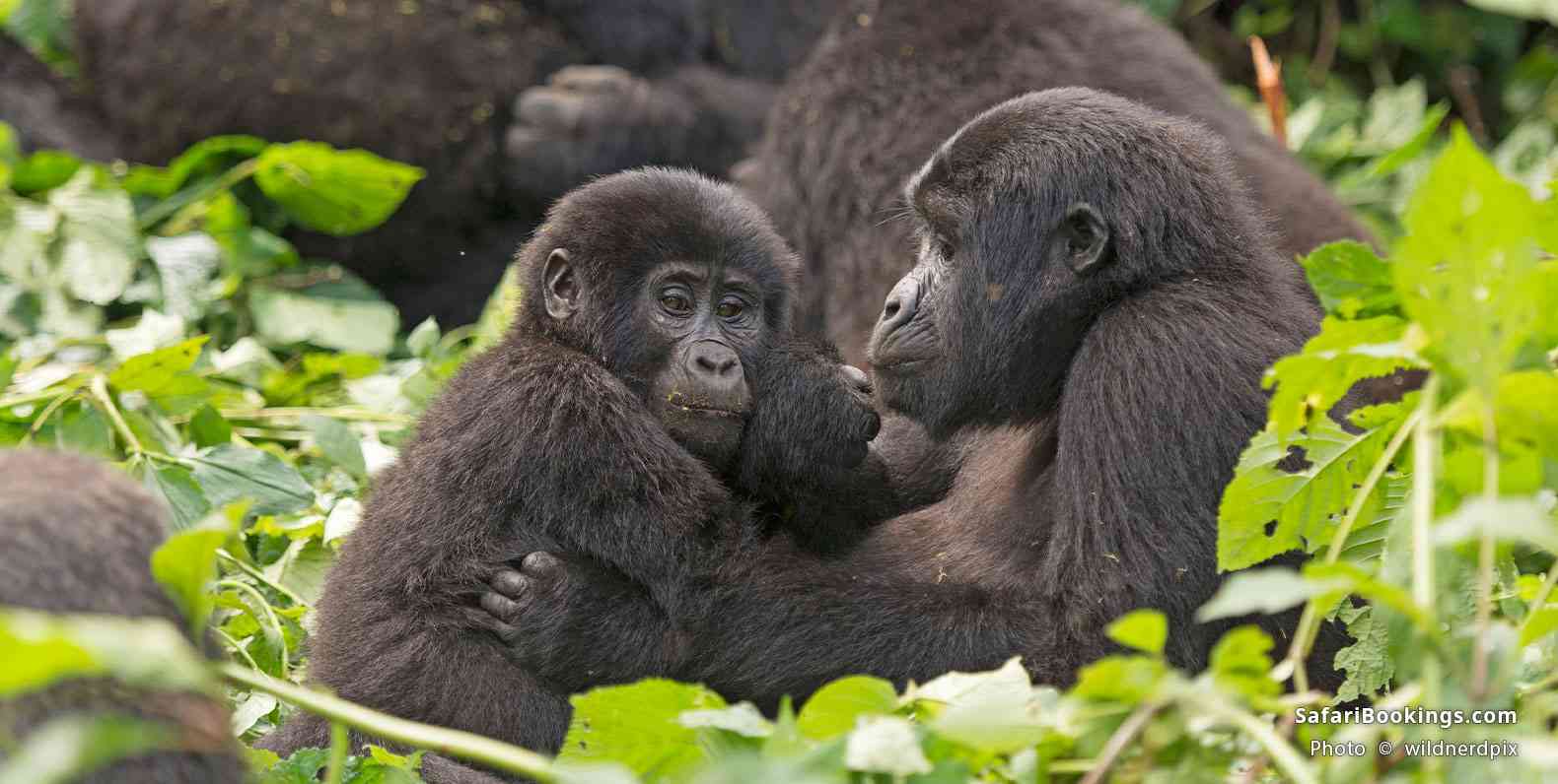 Gorilla Safari Permit 2026 Price