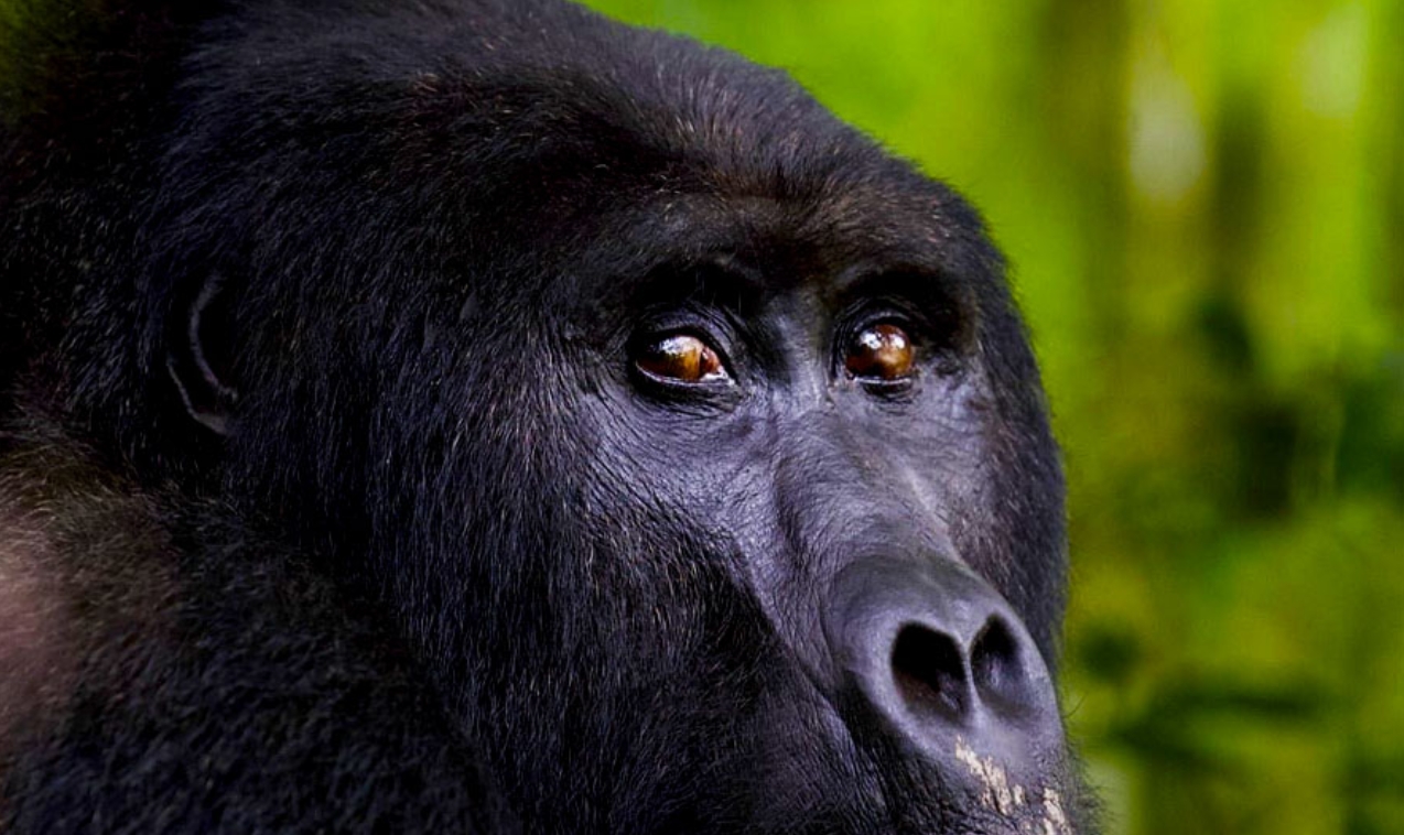 Gorilla Safari Permit Availability