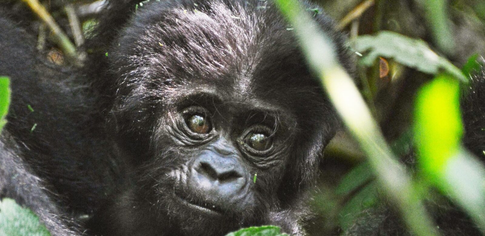 Gorilla Safari Permit Booking Timeline