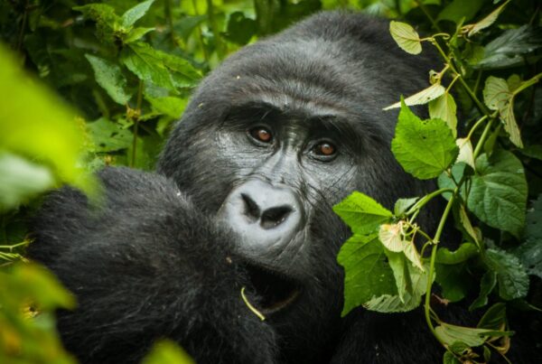 Gorilla Safari Permit Booking Timeline