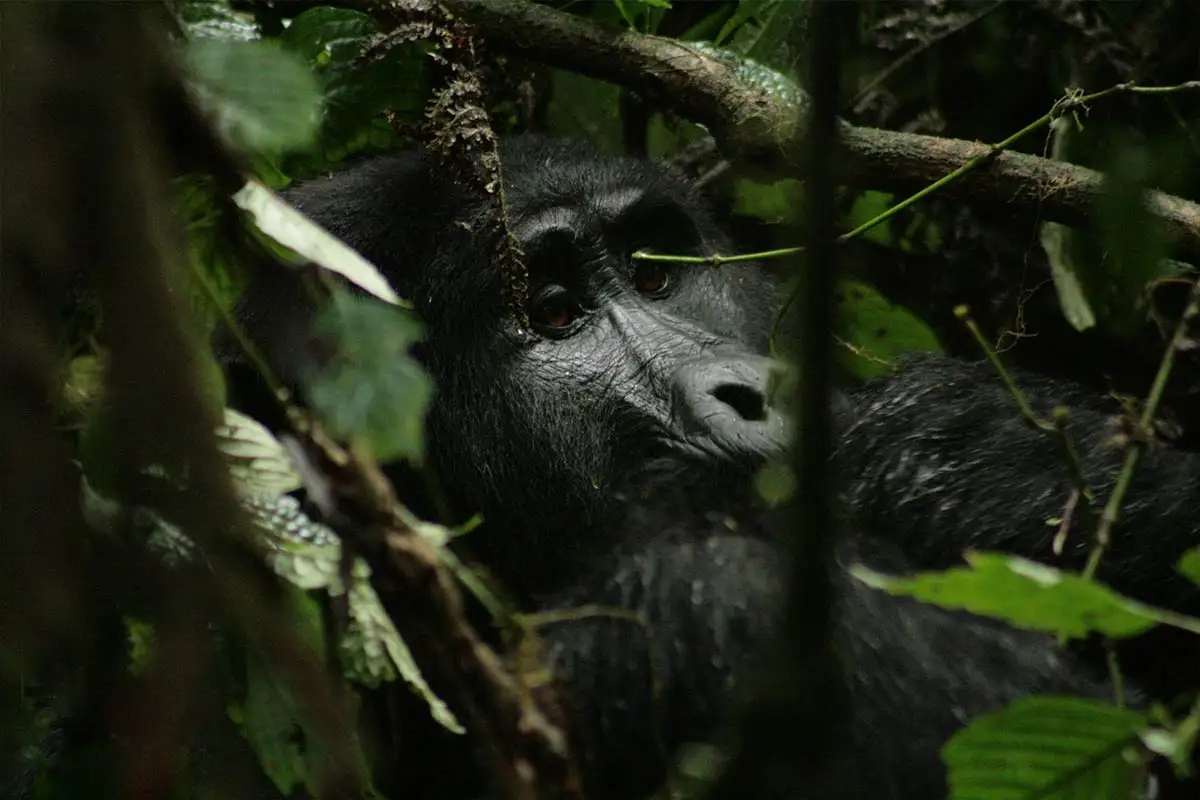 Gorilla Safari Permit Cancellation