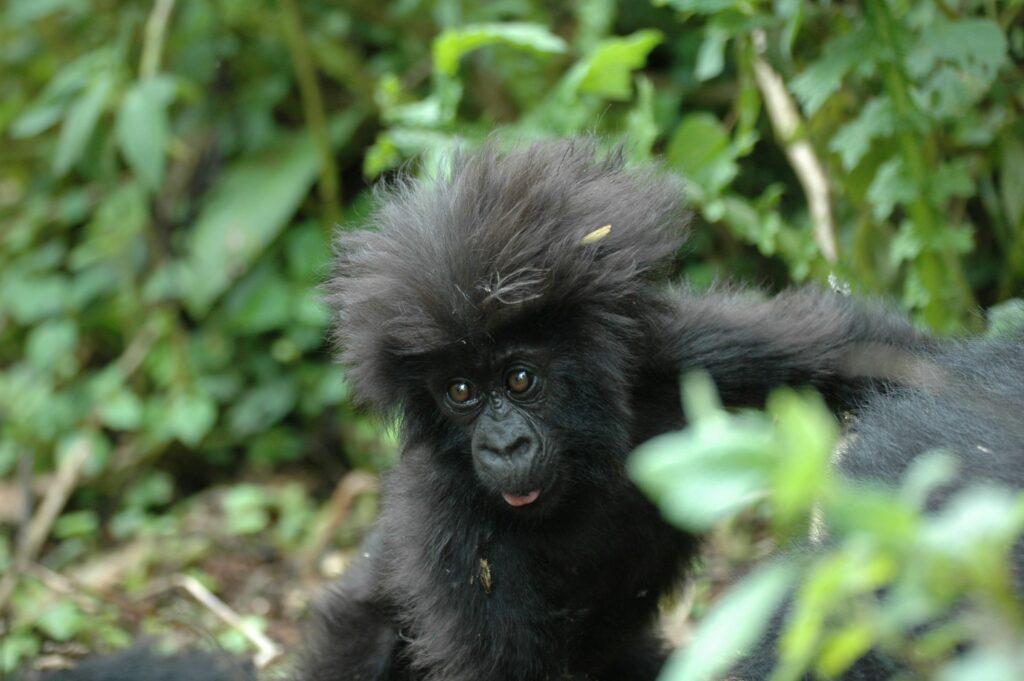 Gorilla Safari Permit Cancellation