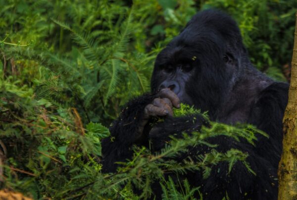 Gorilla Safari Permit Sectors