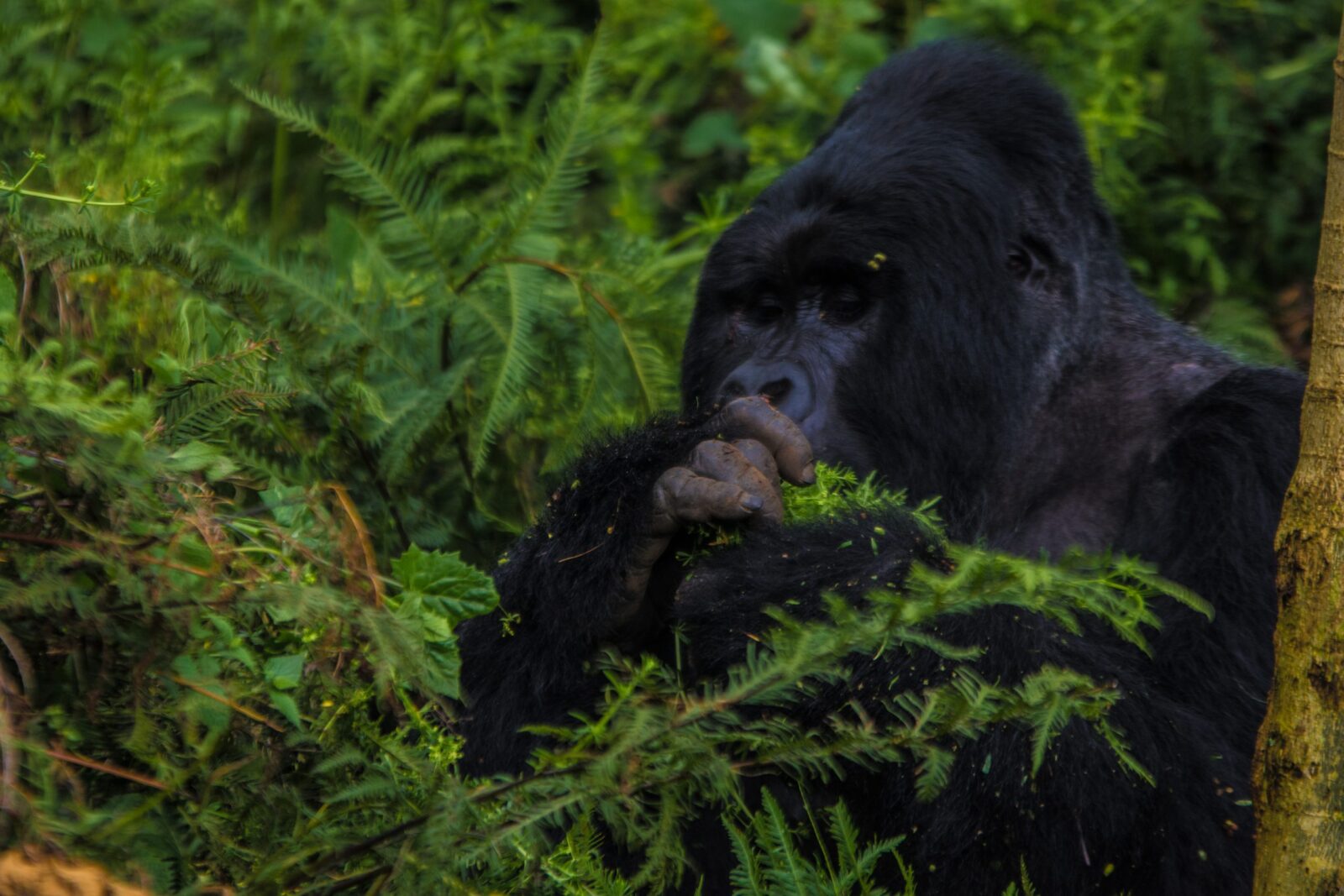 Gorilla Safari Permit Sectors
