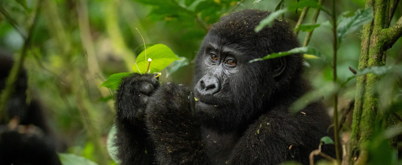 Gorilla Safari Permit Sectors