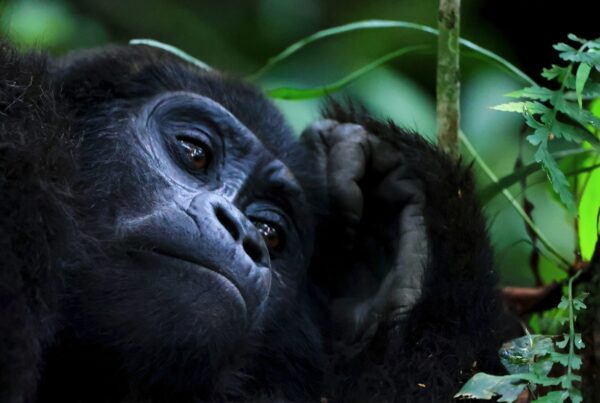 Gorilla Safari Itinerary for First-Timers