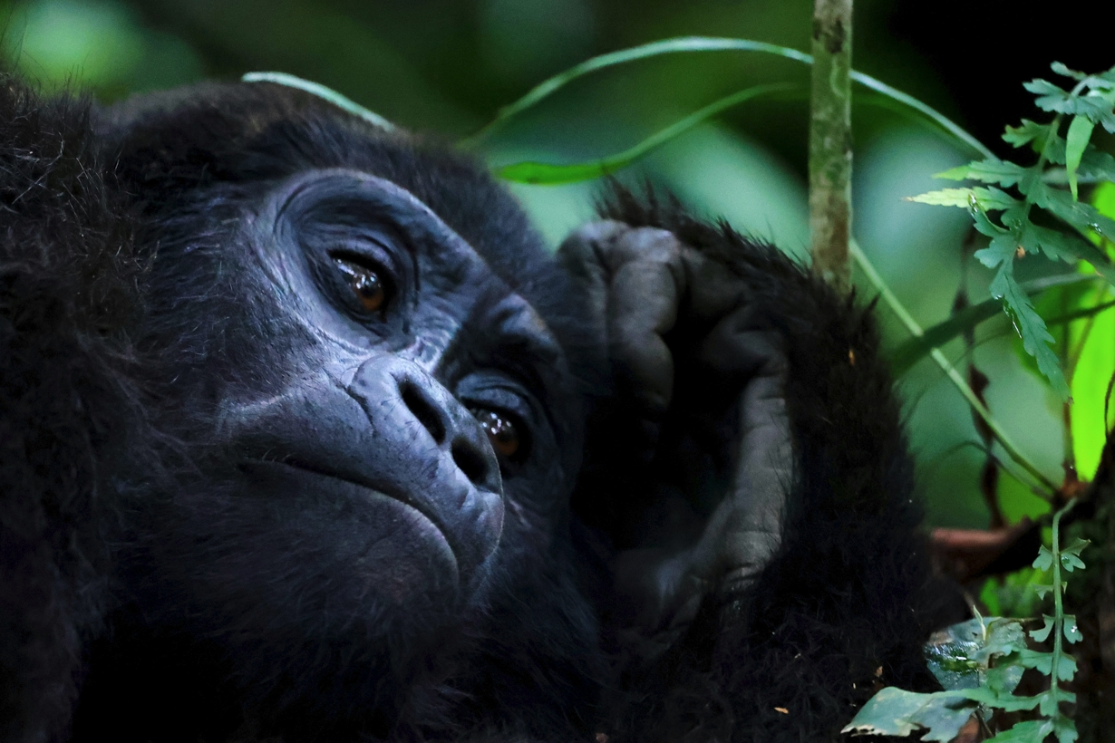 Gorilla Safari Itinerary for First-Timers