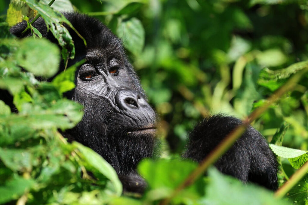 Gorilla Safari Permits Uganda 2026