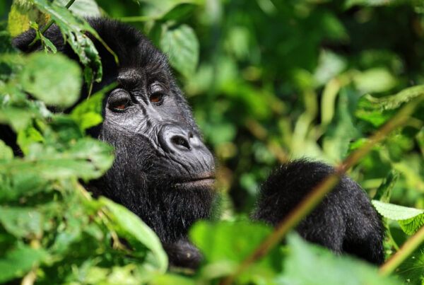 Gorilla Safari Permits Uganda 2026